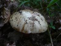 Boletus satanas image