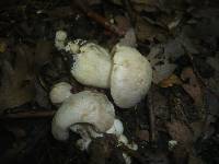 Entoloma sinuatum image