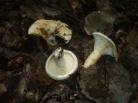 Image of Lactarius evosmus