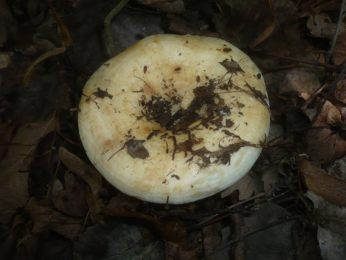 Lactarius evosmus image