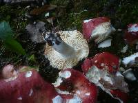 Russula maculata image