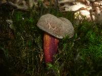 Boletus cisalpinus image