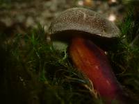 Boletus cisalpinus image