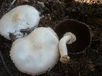 Agaricus arvensis image