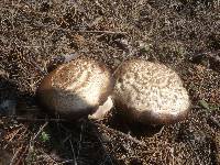 Agaricus arvensis image