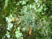 Usnea lapponica image