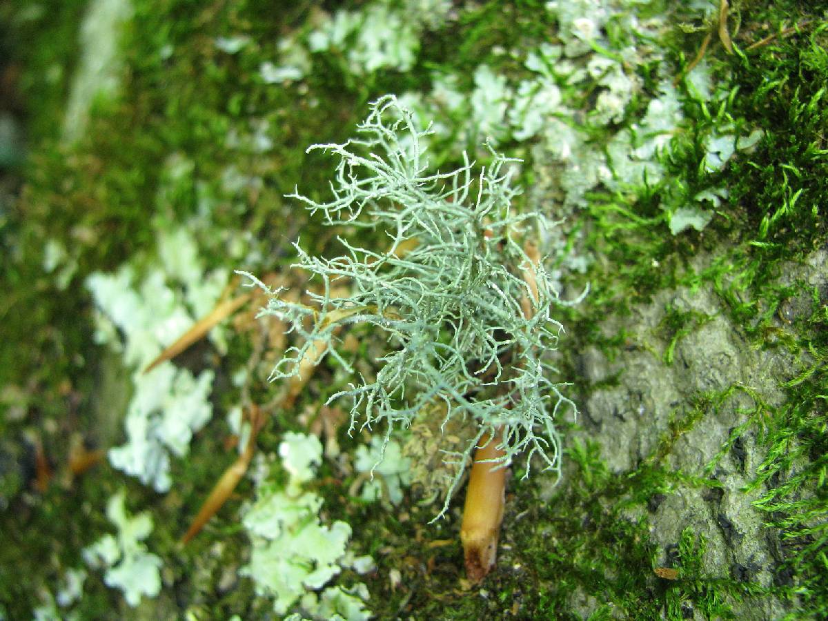 Usnea lapponica image