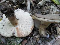 Tylopilus alboater image