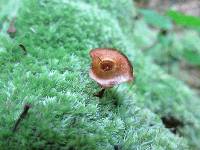 Coltricia cinnamomea image
