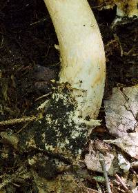 Amanita sect. Vaginatae image