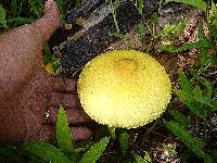 Volvariella bombycina var. flaviceps image