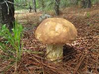 Boletus pseudopinophilus image