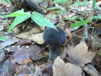 Tylopilus alboater image