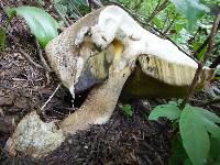 Boletus coniferarum image