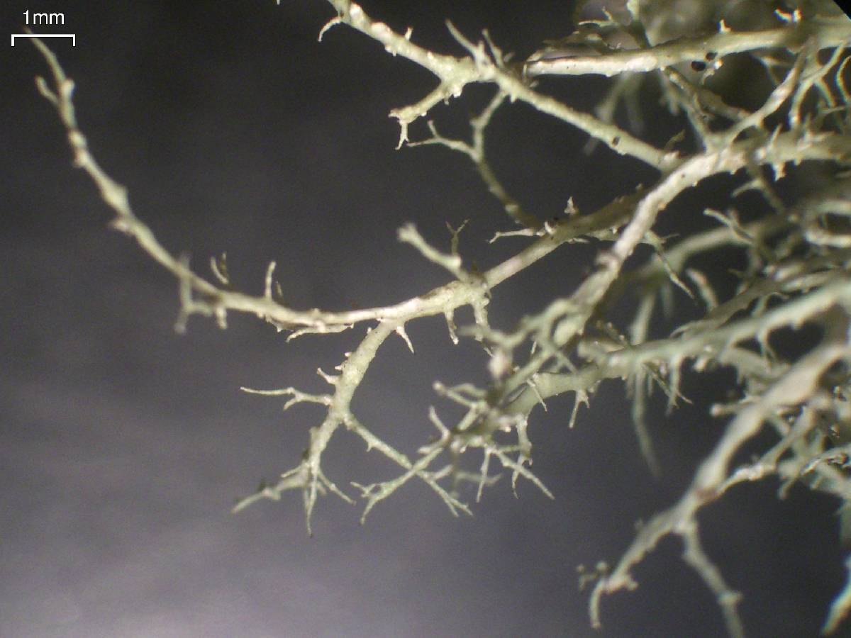 Ramalina willeyi image