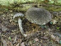 Strobilomyces confusus image