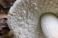 Amanita ravenelii image