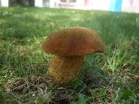 Boletus luridus image
