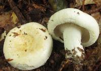 Lactarius deceptivus image