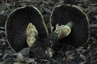 Agaricus comtuliformis image