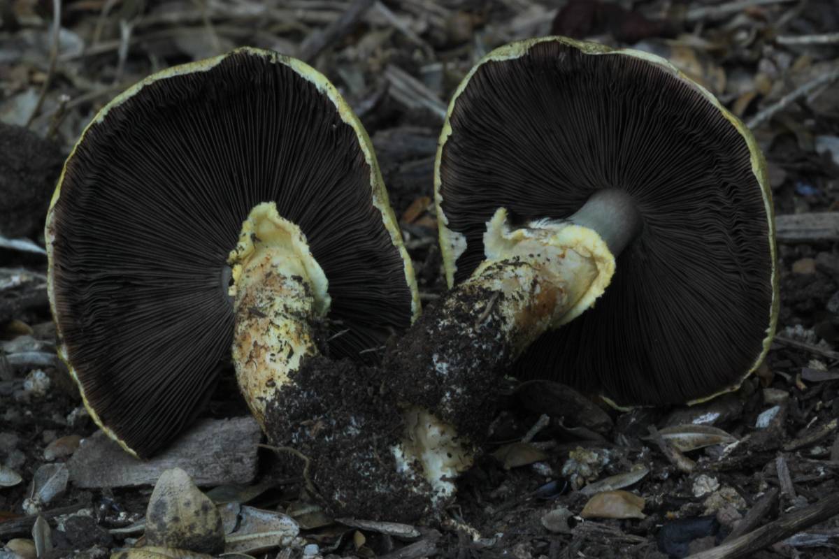 Agaricus comtuliformis image