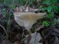 Clitocybe costata image