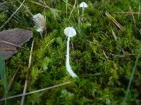 Hemimycena gracilis image