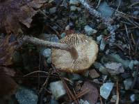 Inocybe lacera image