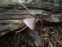 Mycena purpureofusca image