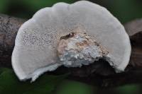 Trametes hirsuta image