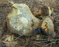 Boletus orovillus image