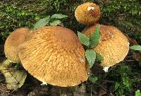 Psathyrella delineata image