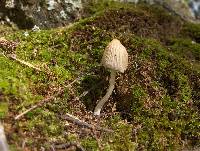 Coprinellus impatiens image