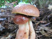 Aureoboletus auriporus image