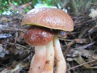 Aureoboletus auriporus image