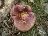 Russula atropurpurea image