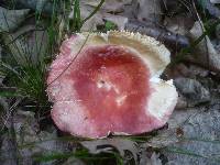 Russula pseudointegra image