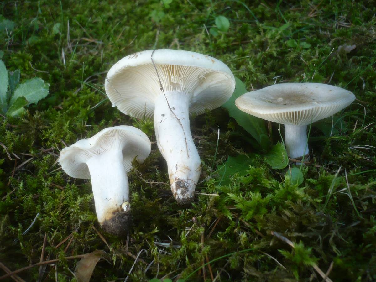 Russula galochroa image