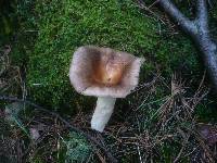 Russula grisea image