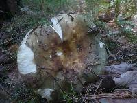 Russula heterophylla image