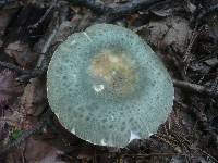 Russula virescens image