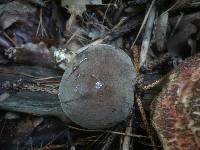 Boletus chrysenteron image