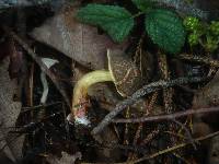 Boletus cisalpinus image