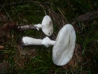 Amanita spissa var. alba image