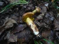 Aureoboletus gentilis image