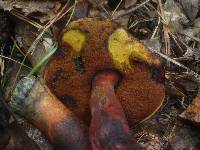 Boletus luridiformis var. discolor image