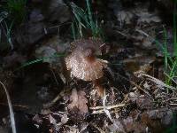 Inocybe asterospora image