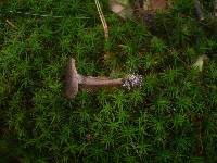Rhodocybe caelata image