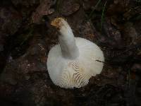 Russula grisea image