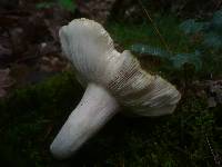 Russula heterophylla image